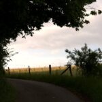 Kurvenreicher Landweg mit Blick aufs Getreidefeld
