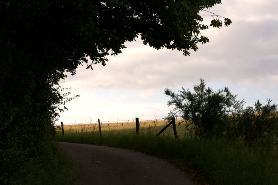 Kurvenreicher Landweg mit Blick aufs Getreidefeld