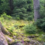 Traumschleife Hubertusrunde