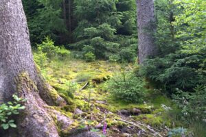 Traumschleife Hubertusrunde