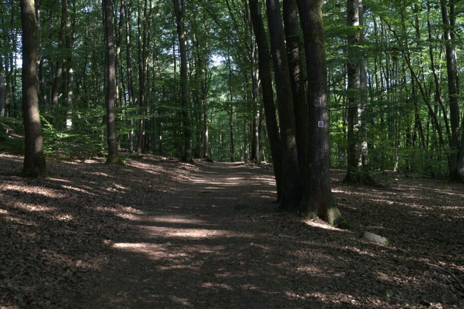 Schattiger Buchenweg im Laubwald