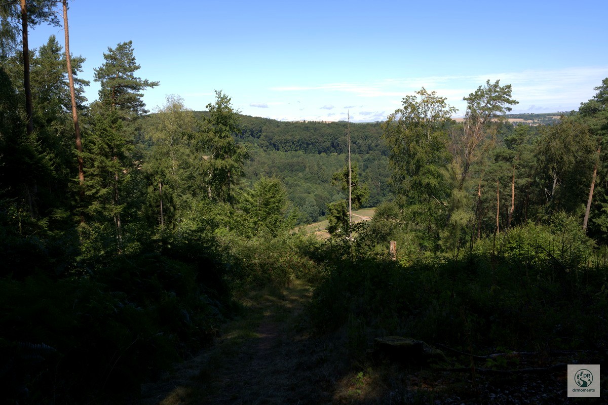 Waldpfad mit Nadel- und Laubbäumen und Talblick auf der König-Johann-Runde