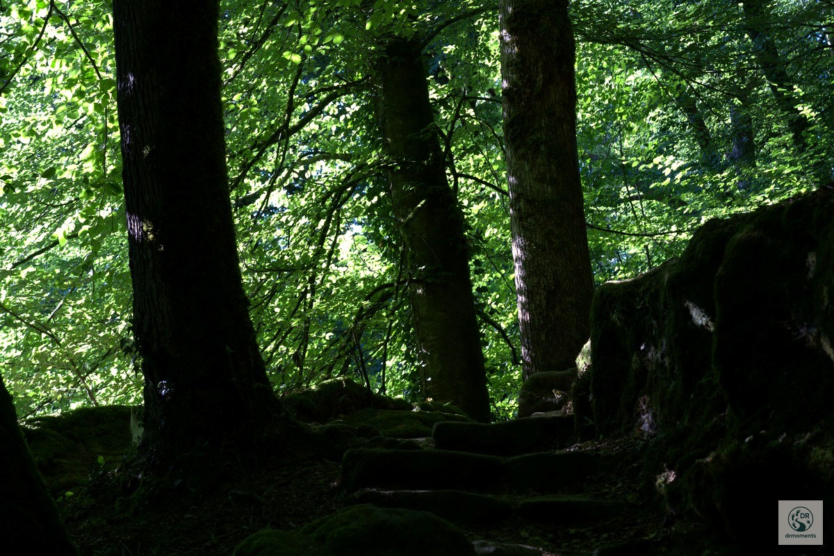 Moosige Steinstufen im Laubwald