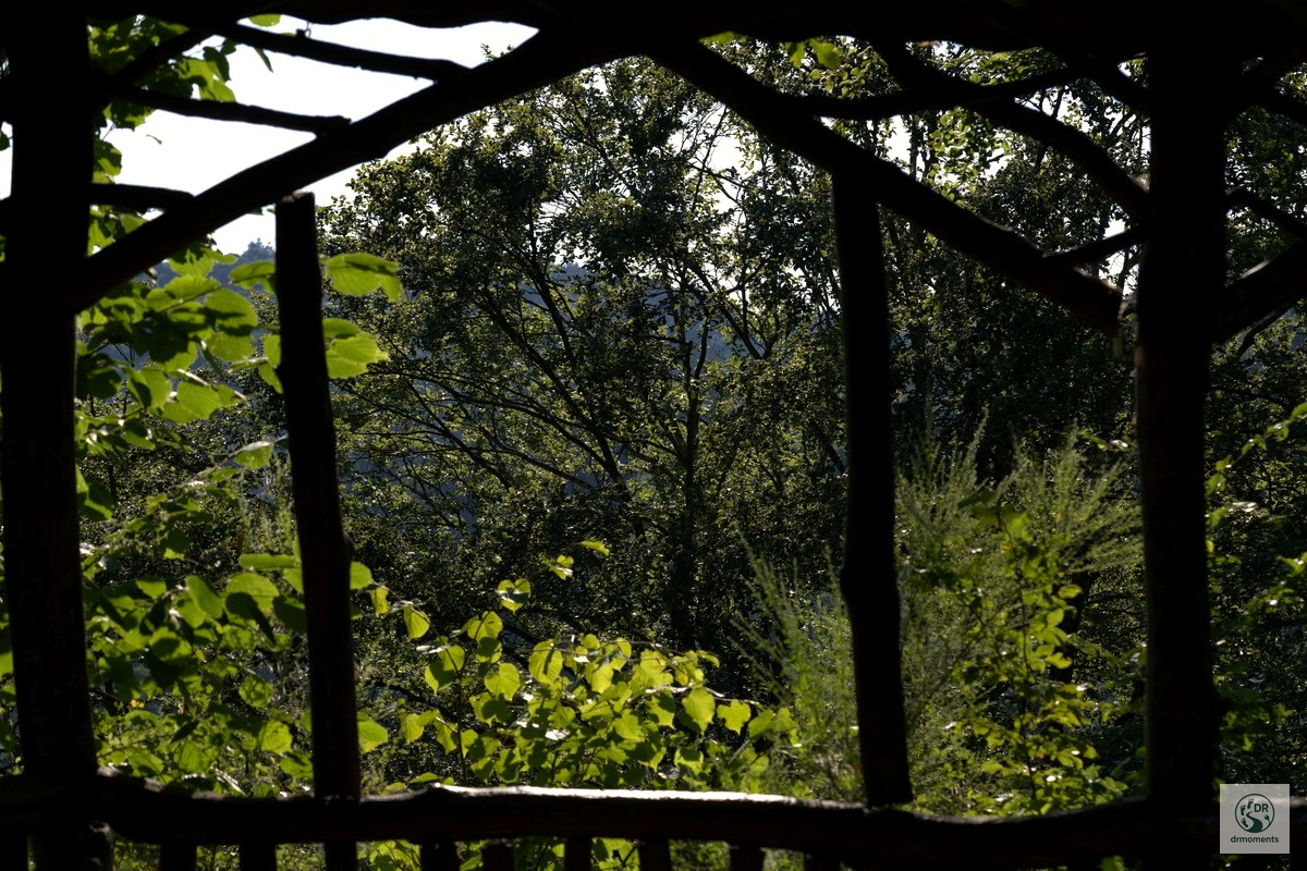 Waldblick durch rustikale Holzpergola
