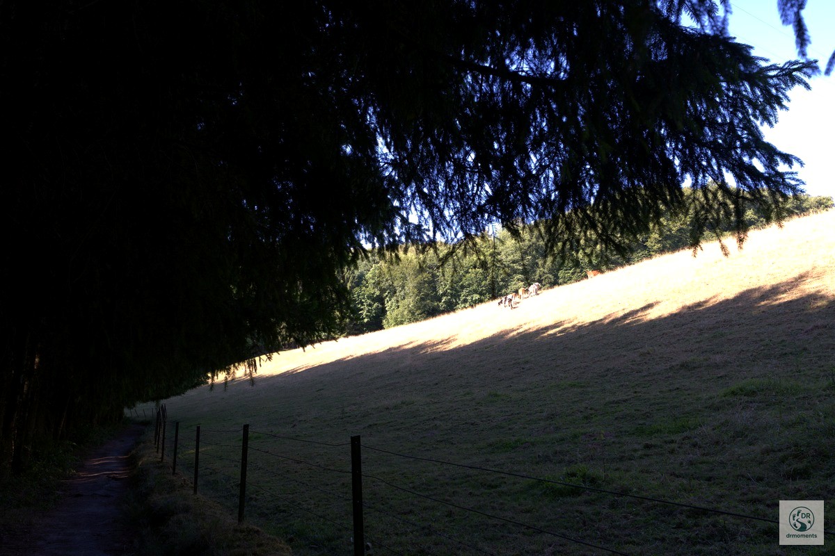 Sonnenbeschienene Hangweide mit Koniferen