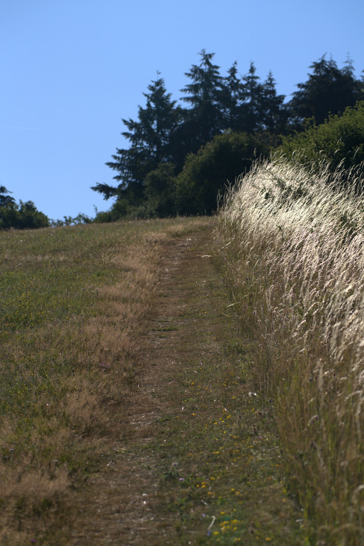 Schmaler Wanderpfad bergauf durch Wiesenlandschaft am Bärenbachpfad Baumholder