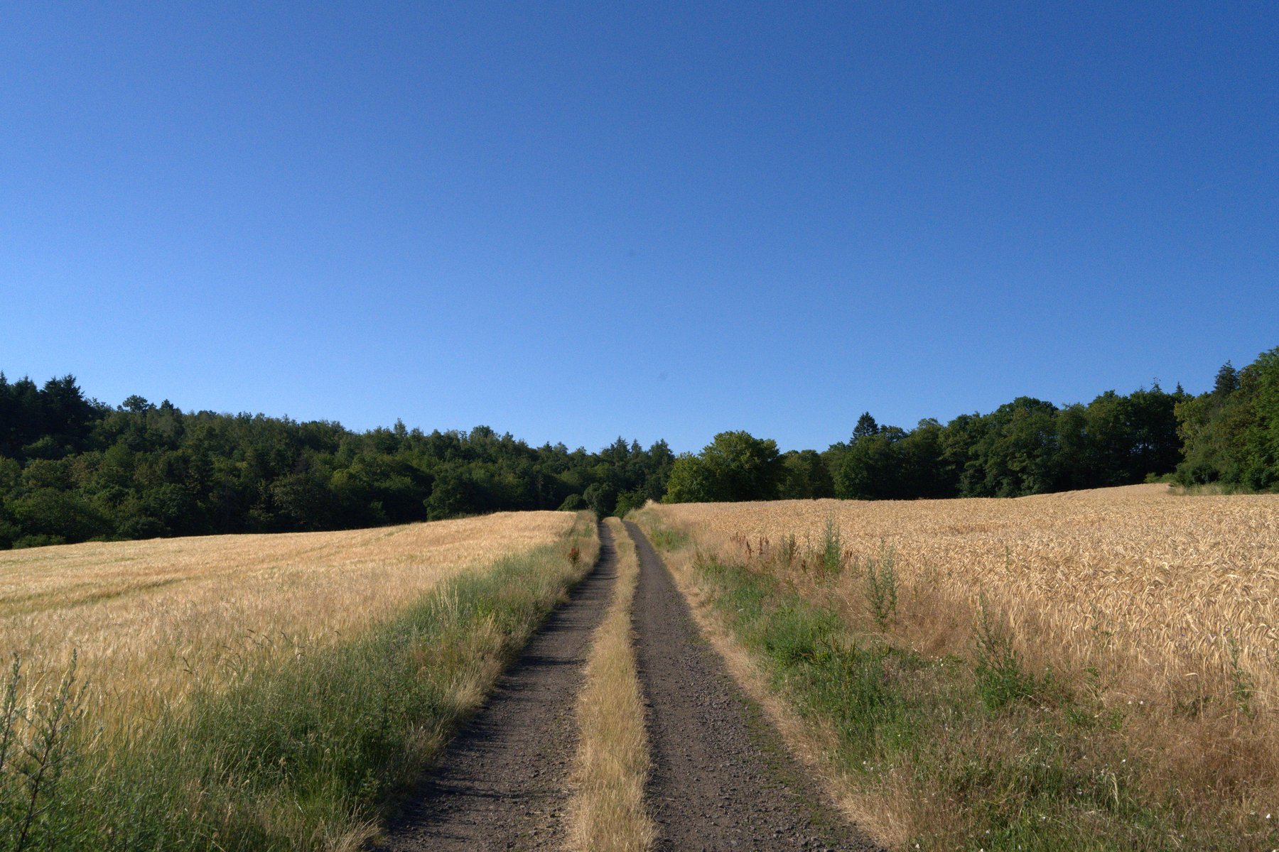 Feldweg zwischen reifen Getreidefeldern am Bärenbachpfad Baumholder mit Waldrand