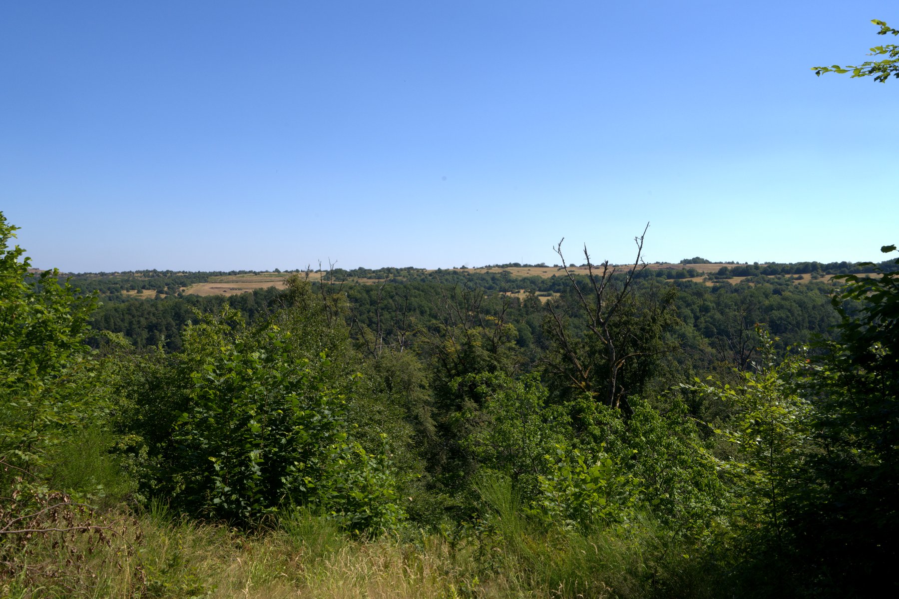 Weitblick über bewaldete Hügel und Felder der Hunsrück-Landschaft am Bärenbachpfad Baumholder
