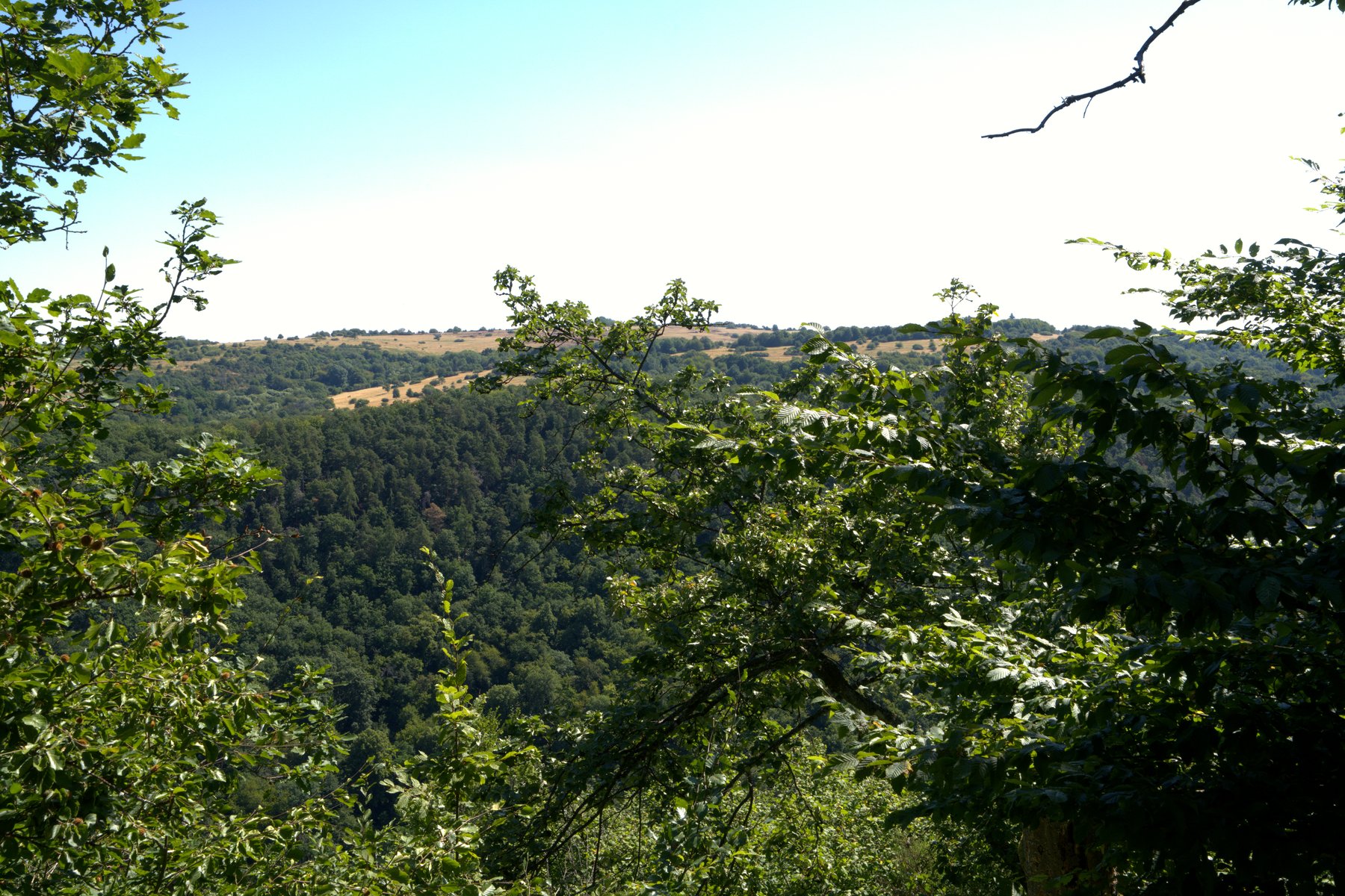 Blick durch Laubbäume auf tief eingeschnittenes Waldtal am Bärenbachpfad Baumholder