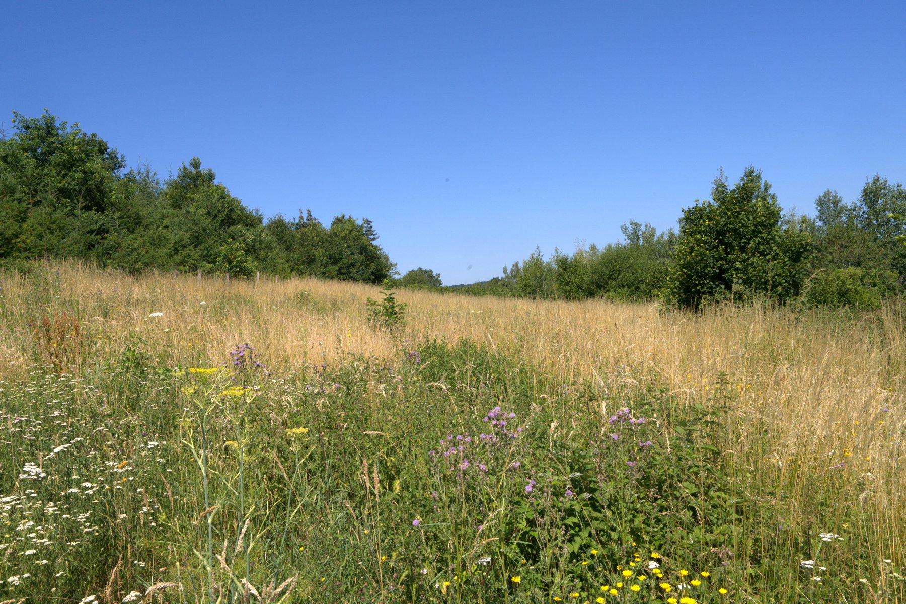 Blühende Wildblumenwiese mit Flockenblumen und Schafgarbe am Bärenbachpfad Baumholder