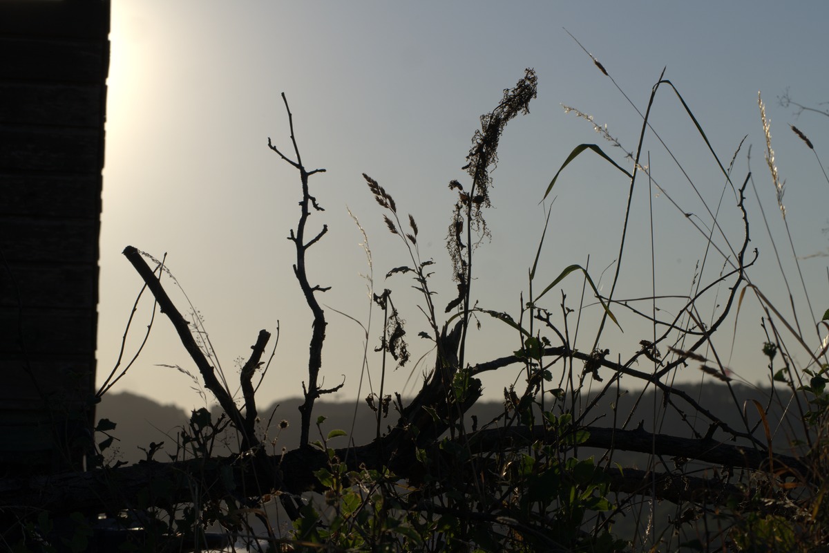 Silhouette von Ästen und Wildgräsern gegen den hellen Abendhimmel – stimmungsvolle Aufnahme Wandertour Sonnenfinsternis