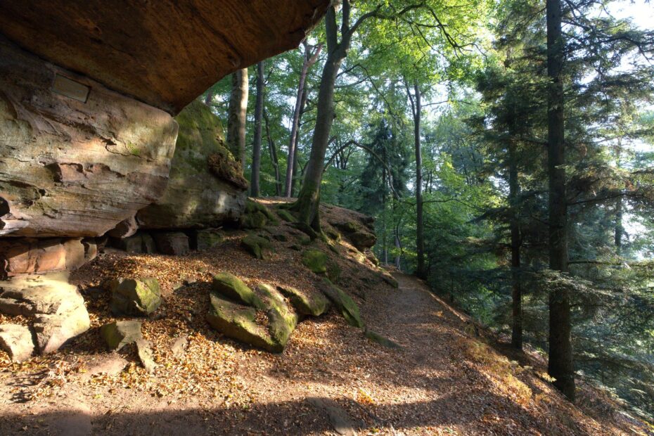 Blick durch den Wald auf die Kirkeler Burg