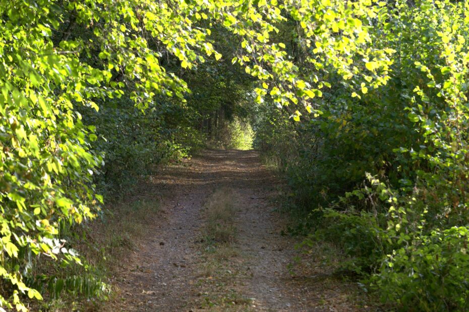 Traumschleife Schiefer-Wackenweg