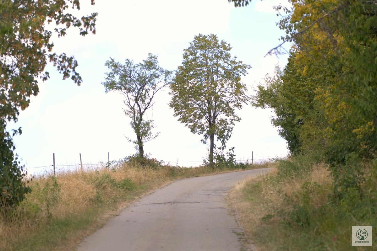Schmaler Wanderweg mit Bäumen und Blick auf Felder auf dem Wortsegel-Wanderweg
