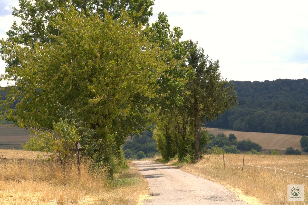 Baumgesäumter Feldweg durch trockene Sommerfelder auf dem Wortsegel-Wanderweg