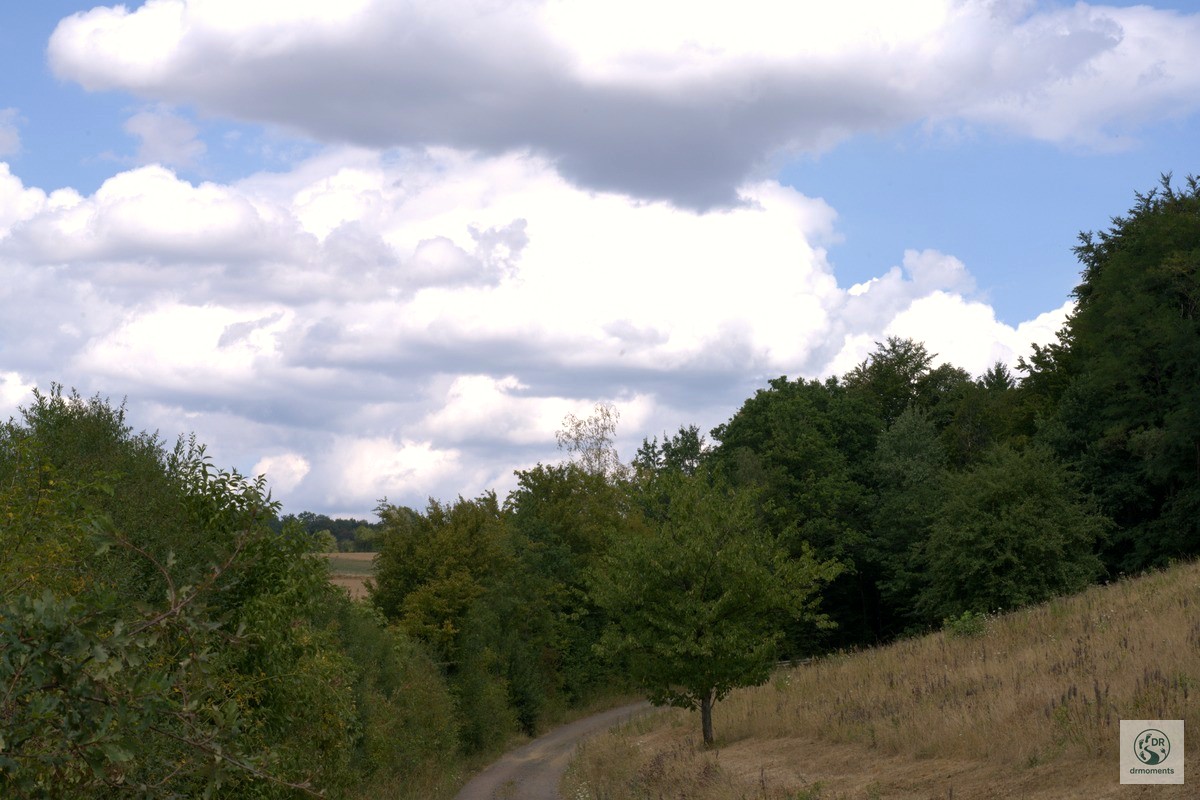 Ruhiger Feldweg mit Bäumen und weitem Himmel auf dem Wortsegel-Wanderweg