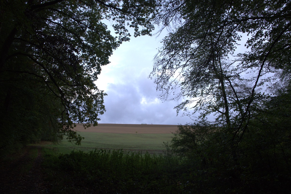 Blick aus dem Wald auf weites Feld und Abendhimmel entlang dem Grenzgänger Blieskastel