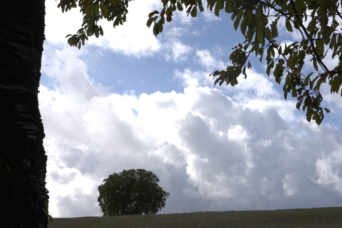 Baumstamm und Wolkenhimmel mit einsamer Baumsilhouette auf dem Grenzgänger Blieskastel