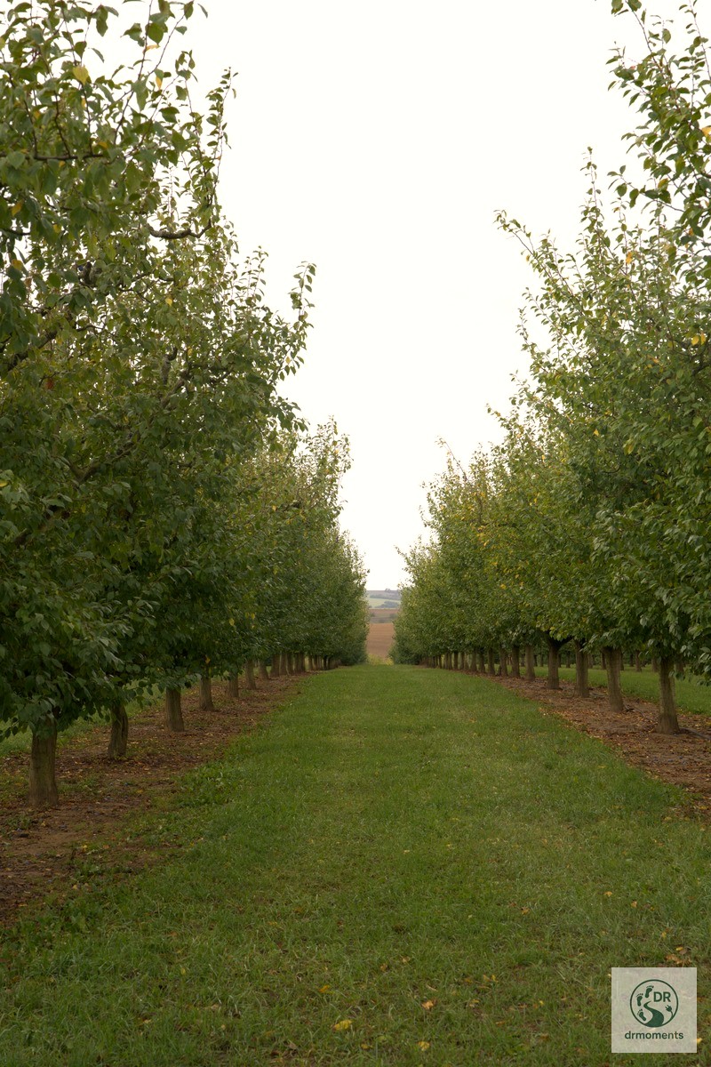 Gepflegter Obstgarten mit Baumallee auf der Grenzgänger Wanderroute bei Blieskastel