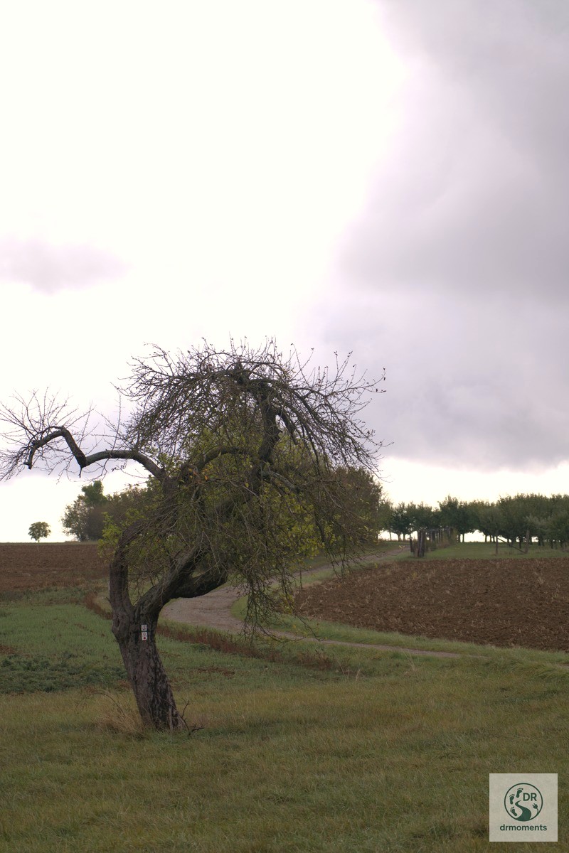 Alter knorriger Baum an einem Feldweg auf dem Grenzgänger Wanderweg bei Blieskastel