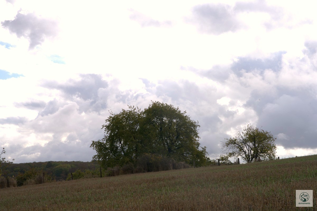 Weitläufiges Feld mit alten Laubbäumen und Wolkenhimmel auf dem Grenzgänger Blieskastel