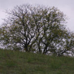 Einsamer Feldbaum bei Blieskastel im Herbstlicht
