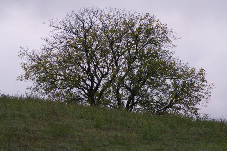 Einsamer Feldbaum bei Blieskastel im Herbstlicht