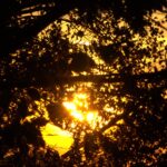 Glutrotes Morgenlicht durch Herbstsilhouetten