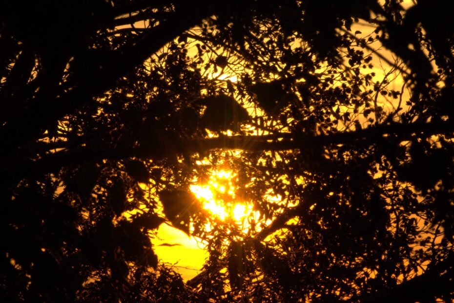 Glutrotes Morgenlicht durch Herbstsilhouetten